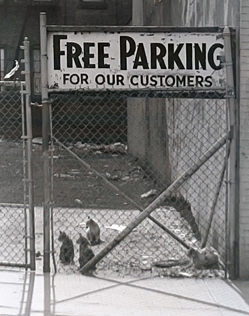 1970s Stray Cats in Closed NY City Parking Lot