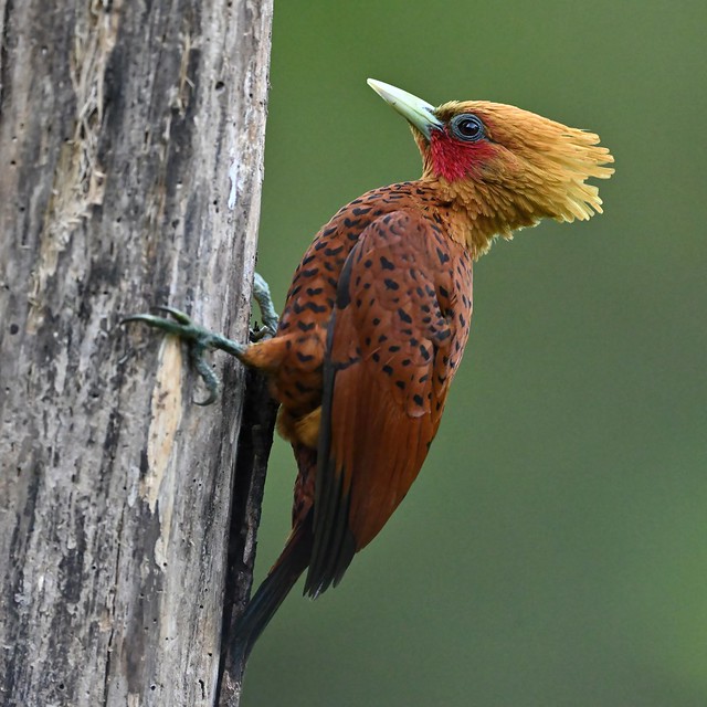 Chestnut colored woodpecker (M)
