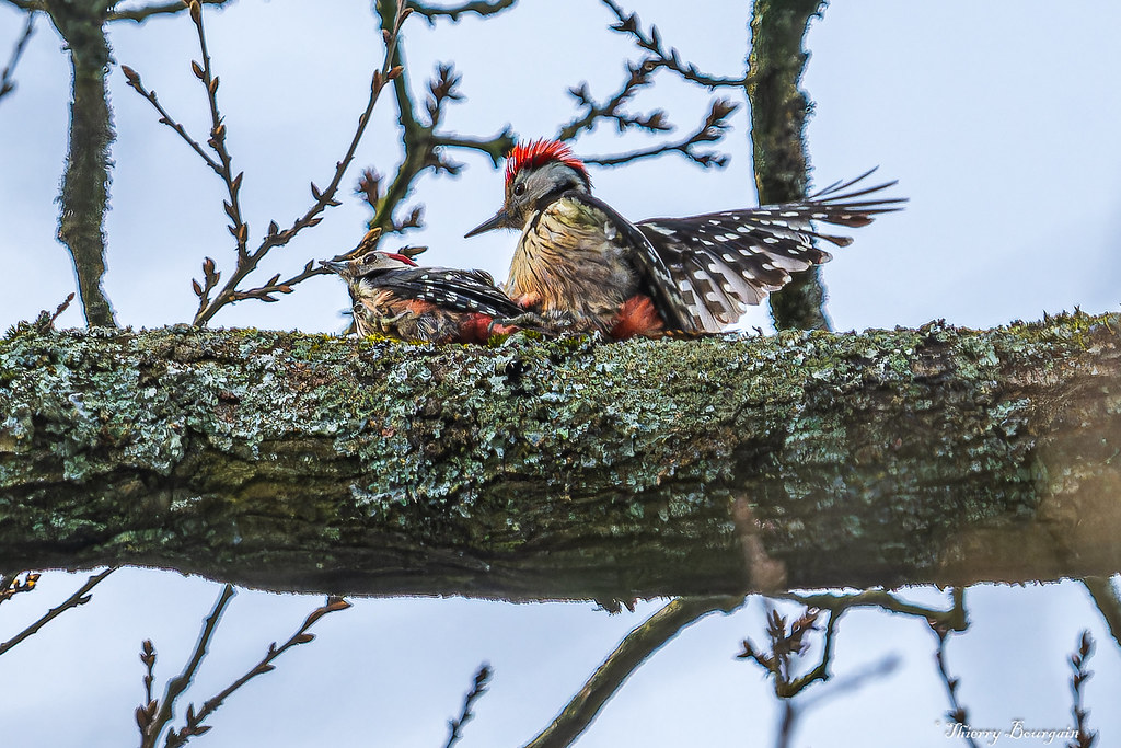 Pics Epeiche Accouplement (Dendrocopos major) Woodpeckers