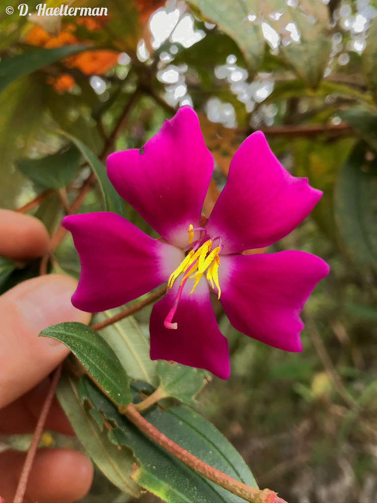 As simple as efficient, the beauty of Andesanthus lepidotus (synonym Tibouchina lepidota, Melastomataceae family). Locally called 