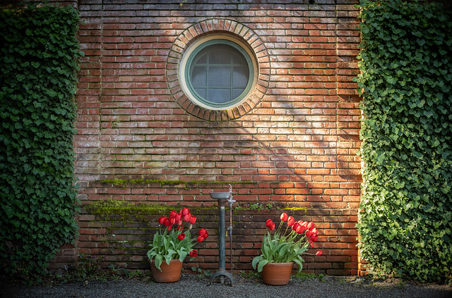 Two pots of red tulips in front of aged brick wall
