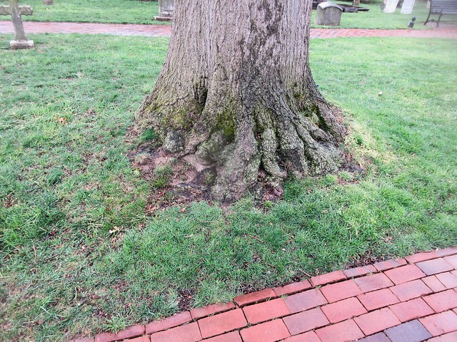 2024 Cemetery Tree with Roots - Cremated Remains are Buried Here 4606