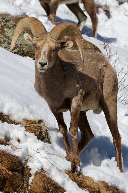 Rocky Mountain Bighorn Sheep (Ovis canadensis ssp. canadensis)
