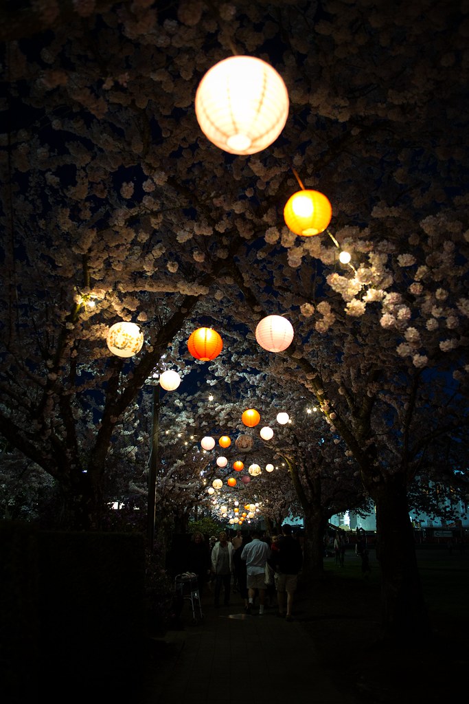 0K4A5339e  Lanterns in the Cherry blossoms