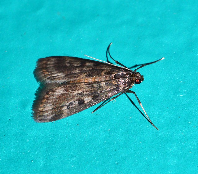 Little weed web moth Achyra affinitalis was Loxostege sp Crambidae Mandalay Rainforest Airlie Beach P1022324