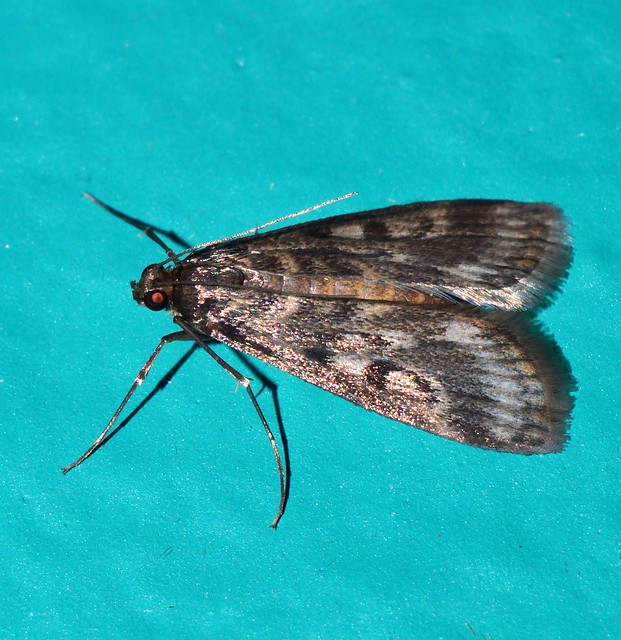 Little weed web moth Achyra affinitalis was Loxostege sp Crambidae Mandalay Rainforest Airlie Beach P1022323