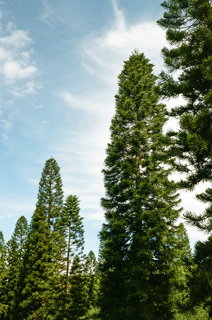 Rising Pines