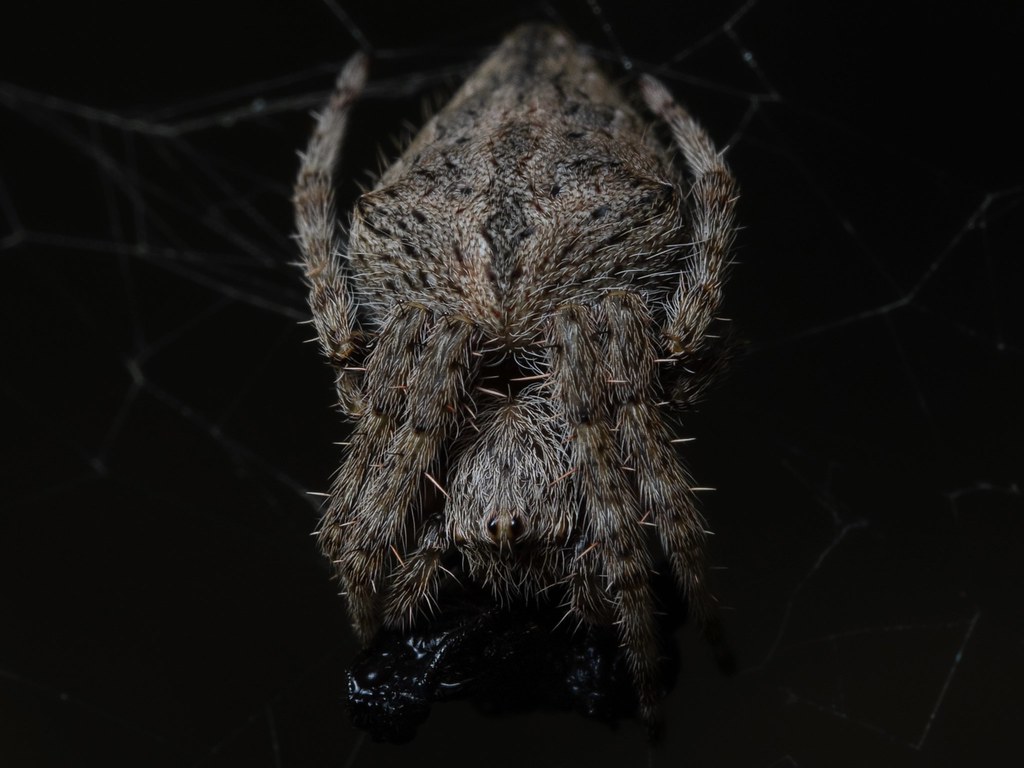A beautiful garden orb-weaver spider (Socca pustulosa, formerly Eriophora)