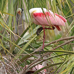Roseate Spoonbill (Platalea ajaja) Orlando Wetlands, Orange County, FL, March 2024.