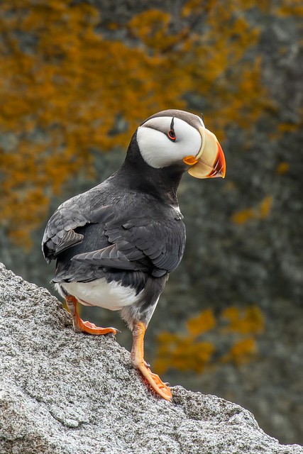 Horned Puffin