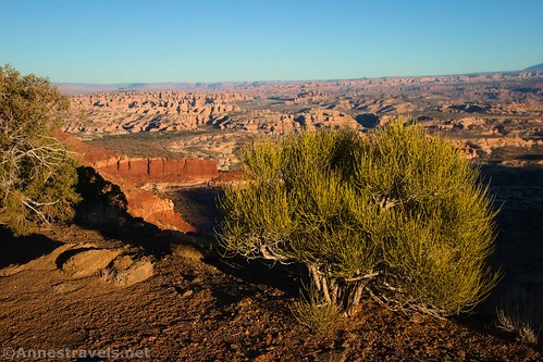A bush at the overlook along the Golden Stairs Camp Road (where I parked), Maze District of Canyonlands National Park, Utah