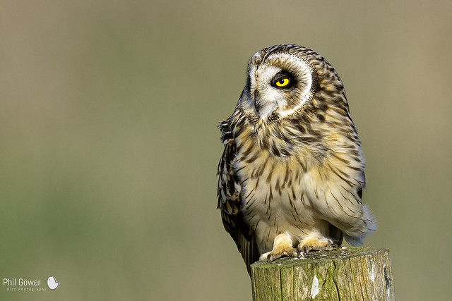 Short-eared Owl (URN: 2387)