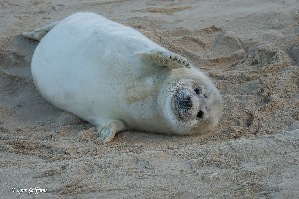 Grey Seal Pup - Smile 720_7081.jpg