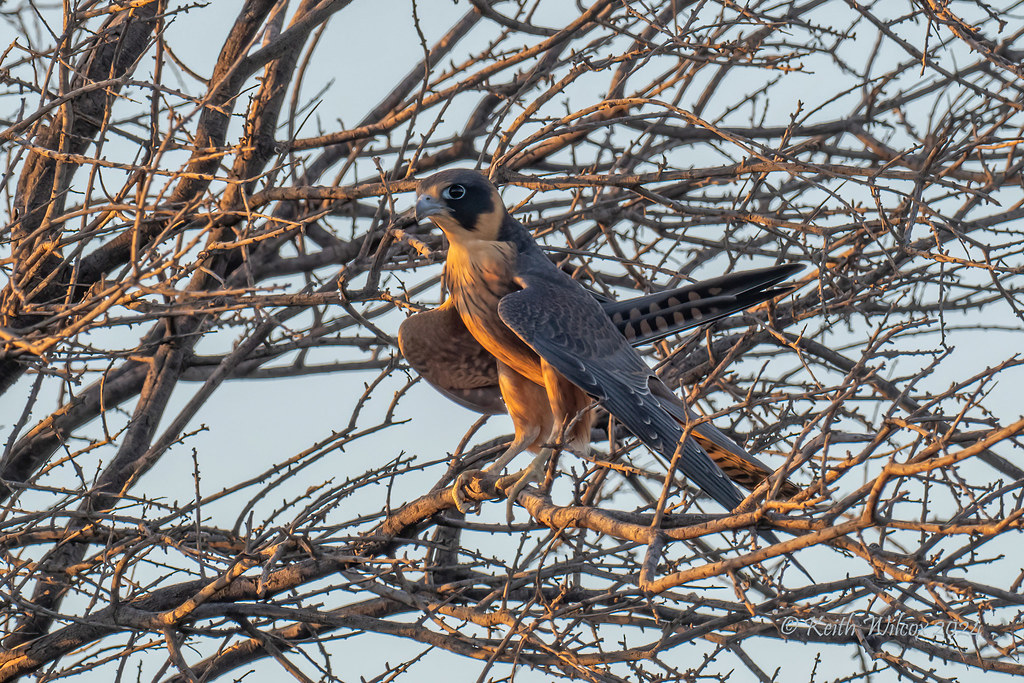 Australian Hobby 2 (Falco longipennis Ssp longipennis) Just as the sun was setting.