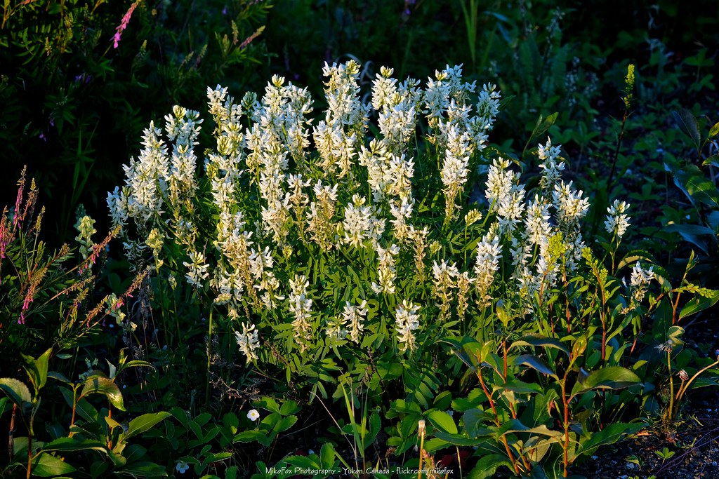Cream-colored Wild Sweet-Vetch [Hedysarum boreale]