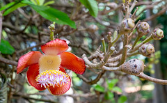 the incredible flower of the cannonball tree
