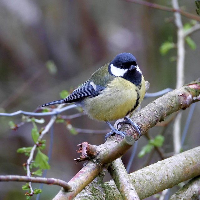 Handsome Great Tit