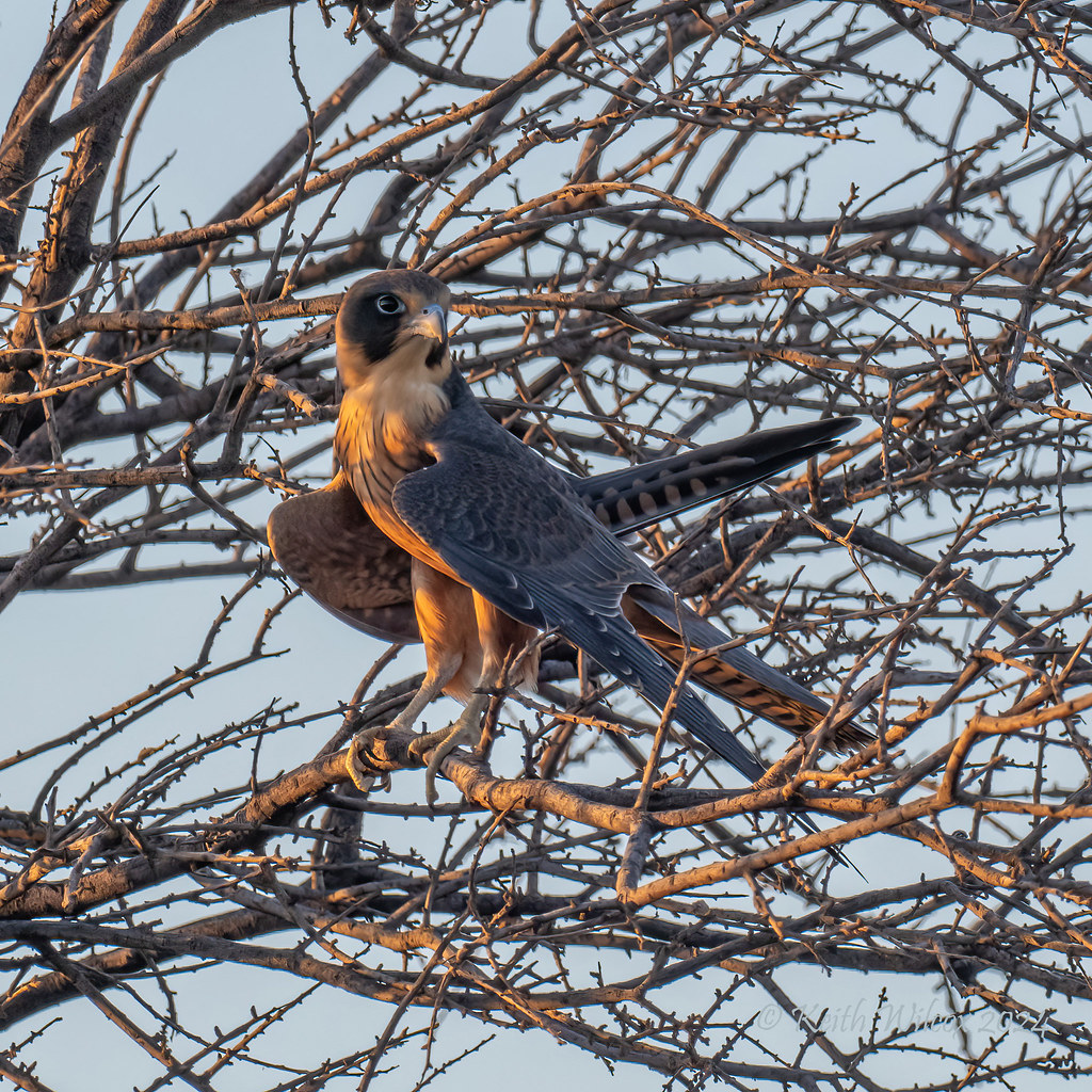 Australian Hobby 1 (Falco longipennis Ssp longipennis) Just as the sun was setting.