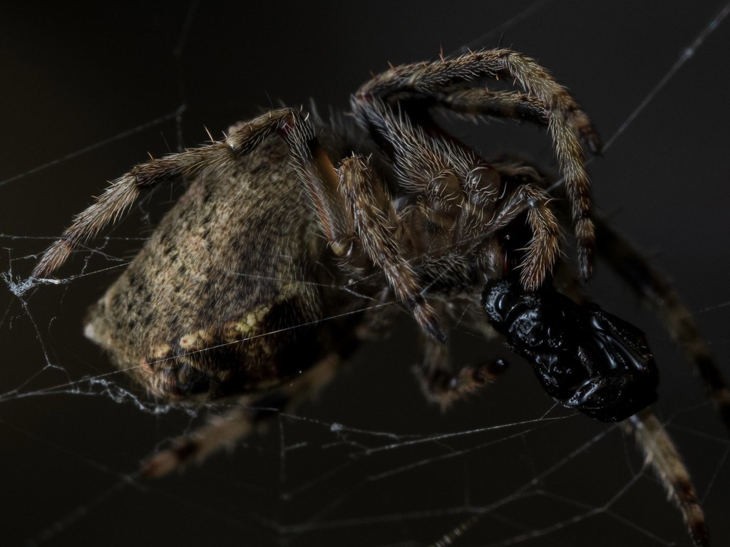 A garden orb-weaver spider with its prey (Socca pustulosa, formerly Eriophora)