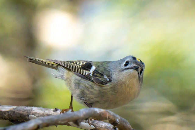 My first encounter with a Goldcrest (キクイタダキ) at Akigase Park, Saitama, Japan