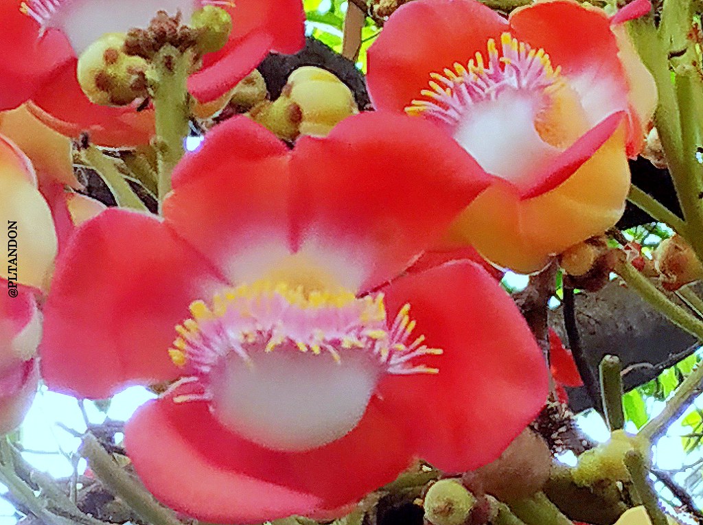Naga Champa, Couroupita guianensis Flowers