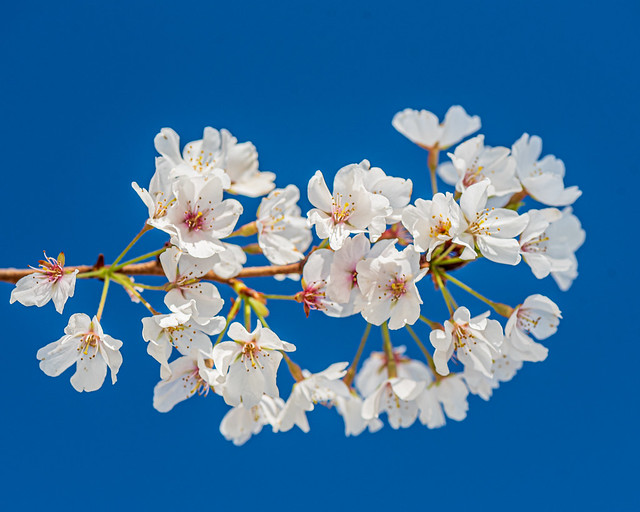 Cherry Blossoms 11 @ Swift Creek Reservoir - Midlothian, VA, USA