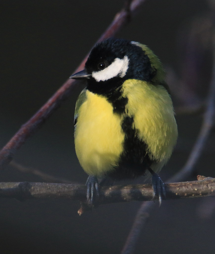 Great Tit - Cannop Stoneworks