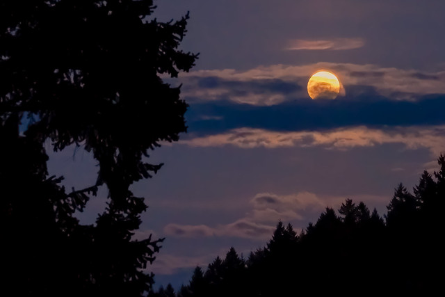 Moonlight from my window, Oregon