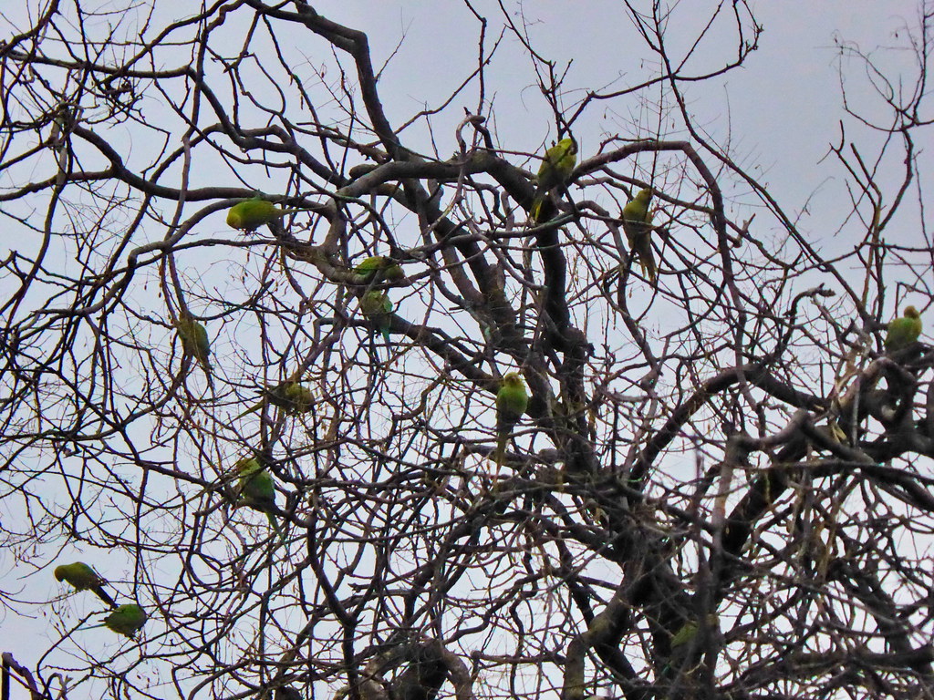 322 - Paris Janvier 2024 - Perruches vertes sur un arbre à Montmartre