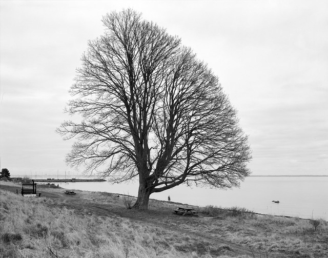 Det store træ på Snekkersten Strand