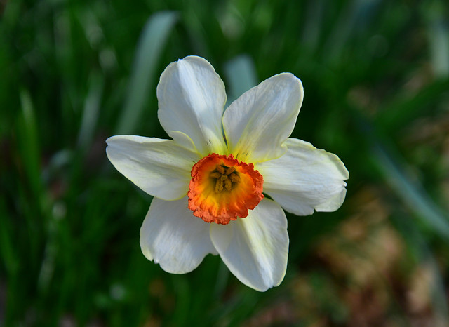 Daffodil Sun