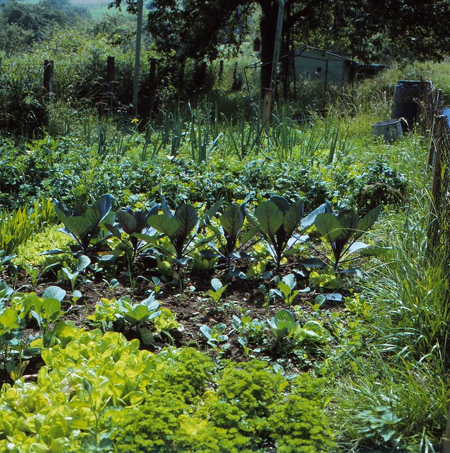Brassica oleracea convar. capitata var. rubra L. Rotkohl, Rotkraut, Blaukraut, Rotchabis, Blauchabis  Red Cabbage, Blaukraut