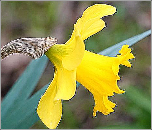 Daffodil Flower Head ..