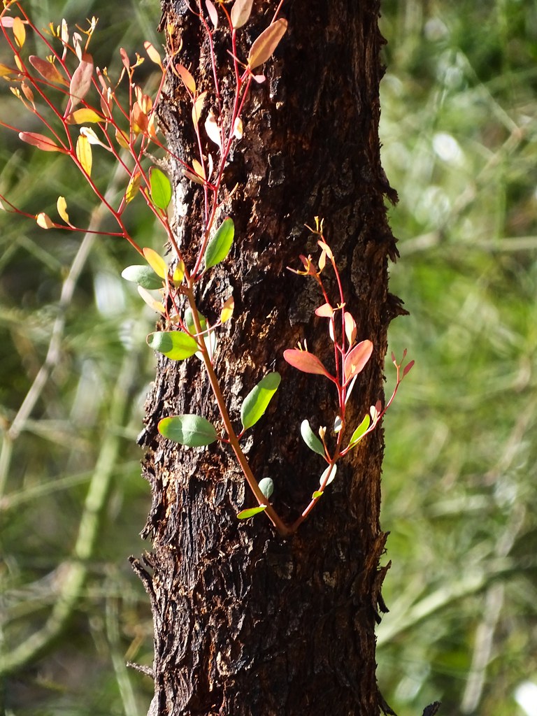 20240329 Suckers growing out of the blackening bark of my Red Ironbark Eucalyptus tree