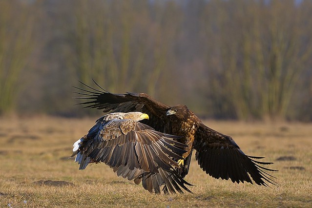Poland, eagles greetings