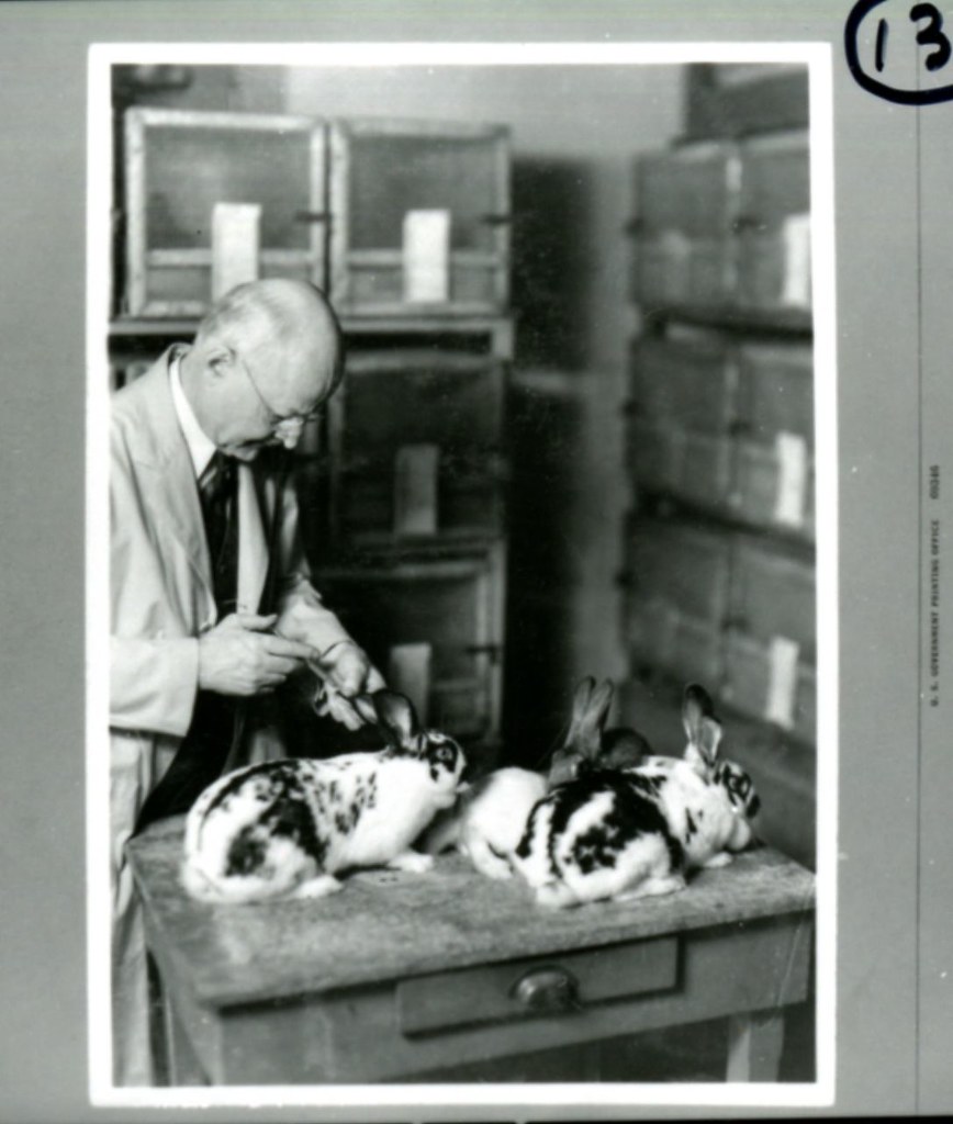 Edward Francis Inoculating a Rabbit