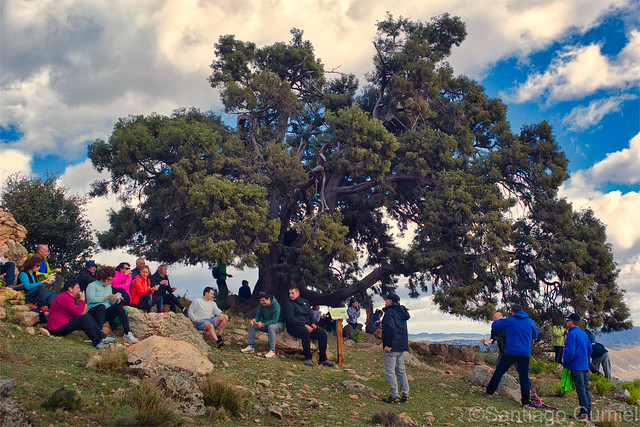 XXI Subida al Enebro - Juniperus oxycedrus