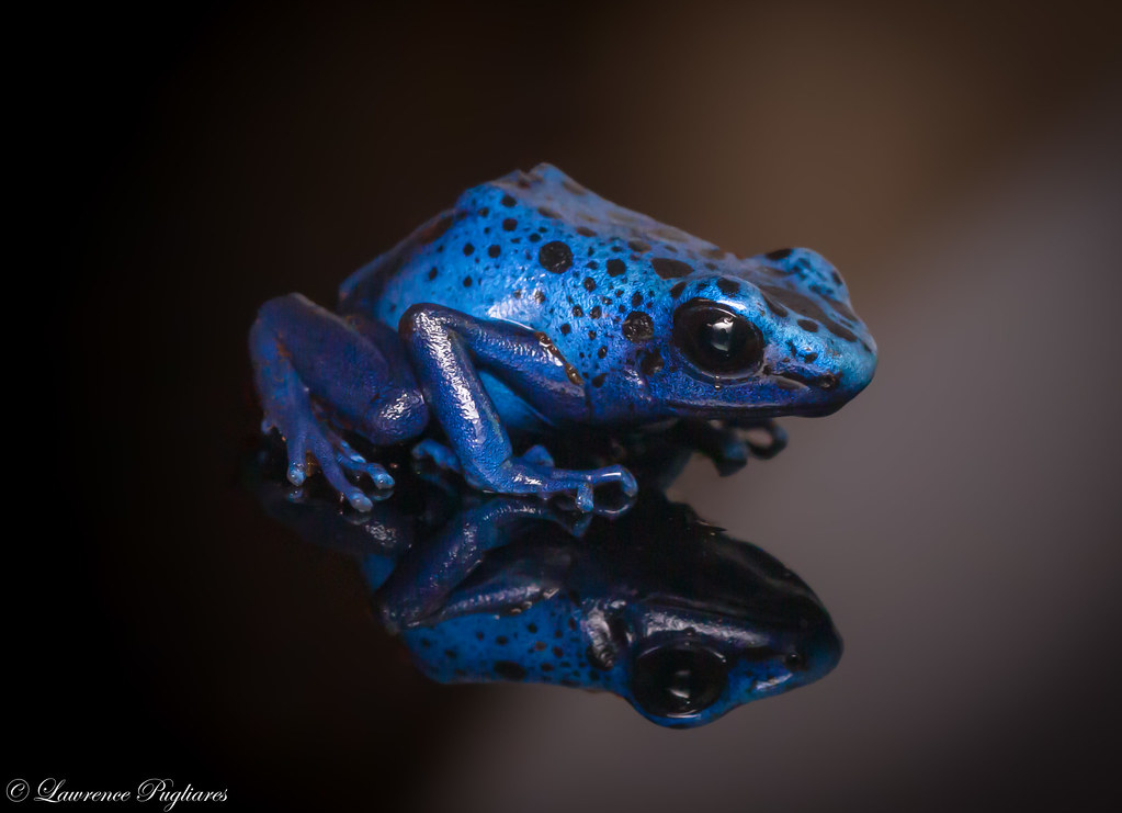 Blue poison dart frog, Dendrobates tinctorius