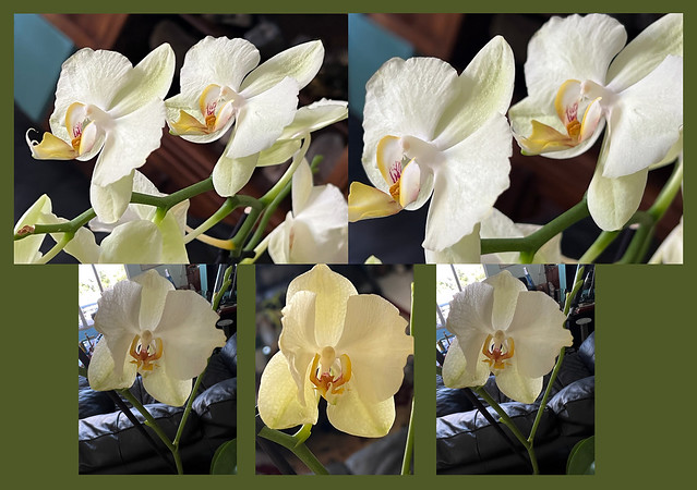 Some of Our White Orchids