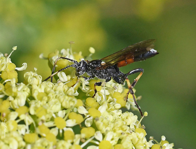 Ichneumon extensorius (female) on Alexanders (Ichneumonidae, Ichneumon Wasps)