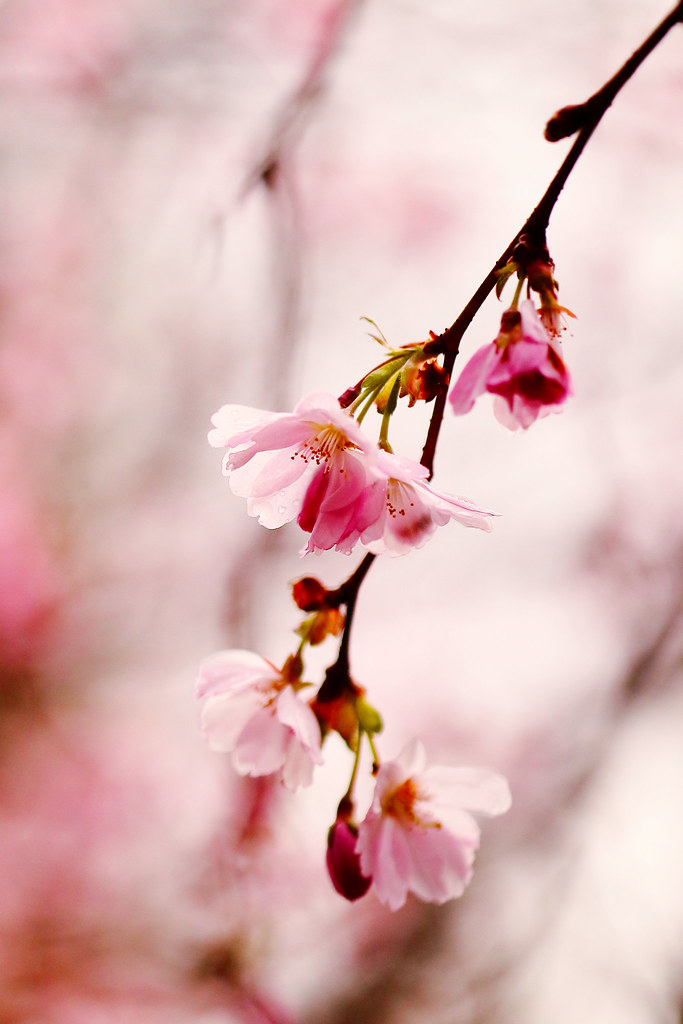 Comox Valley Cherry Blossoms