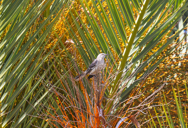 northern mockingbird in palm fronds