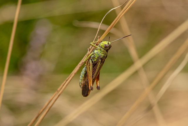 Sténobothre Commun - Striped-winged Grasshopper - Stenobothrus lineatus