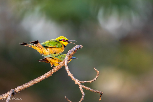 Little Bee-eater-2