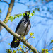 Nebelkrähe, hooded crow (Corvus cornix)