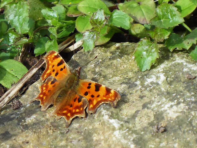 Comma Spring form