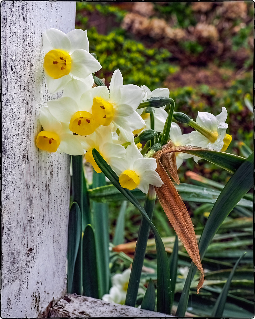 Chinese Sacred Lily. or Bunch-Flowered Daffodil