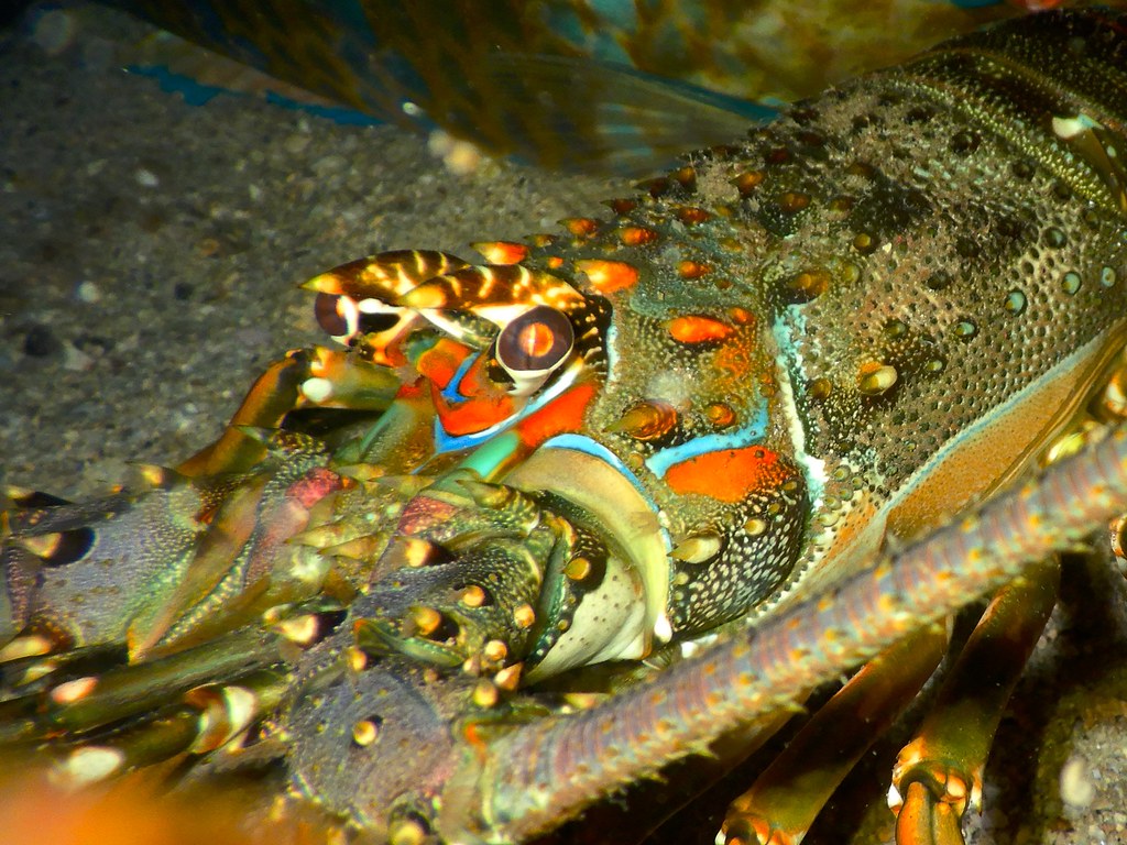 Caribbean Spiny Lobster.加勒比龍蝦.