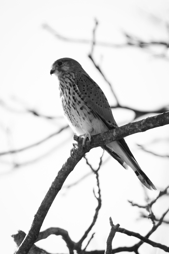 Faucon Crécerelle / Common Kestrel / Falco Tinnunculus