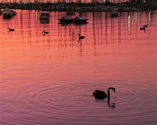 sunrise swan Williamstown